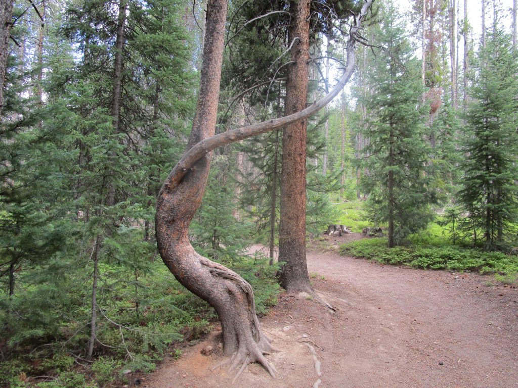 A curvy tree beside a footpath in a forest